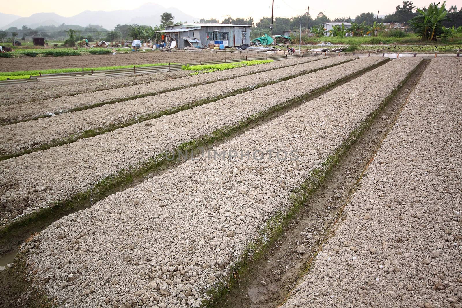 Cultivated land