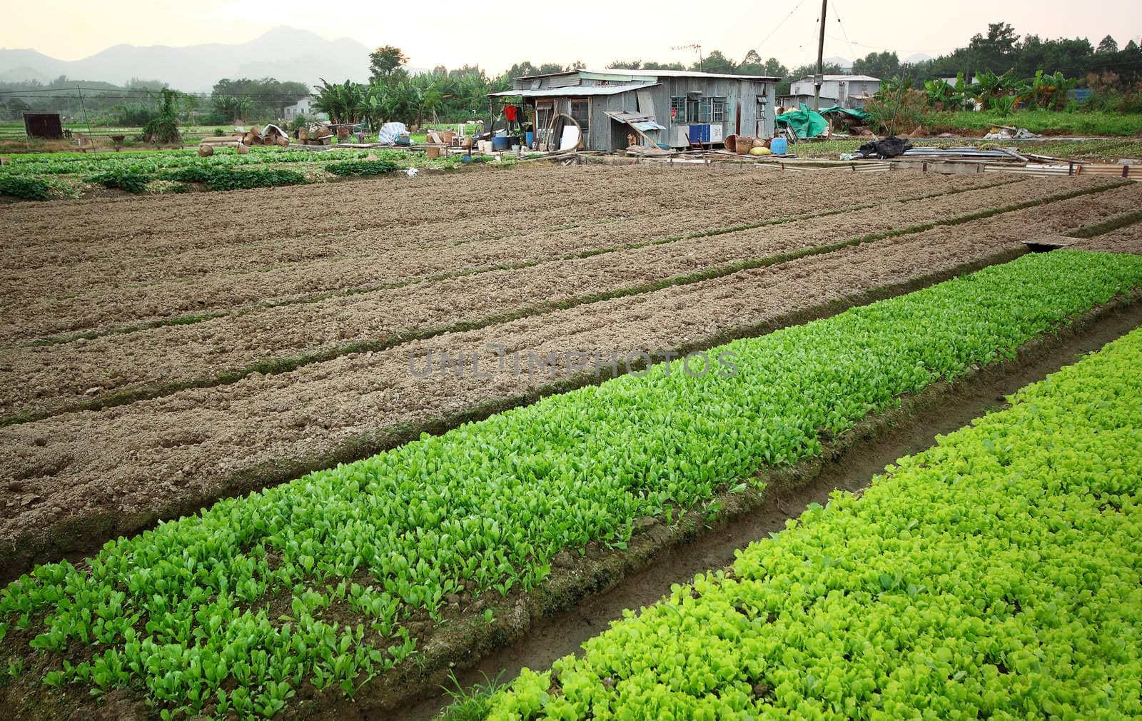 Cultivated land