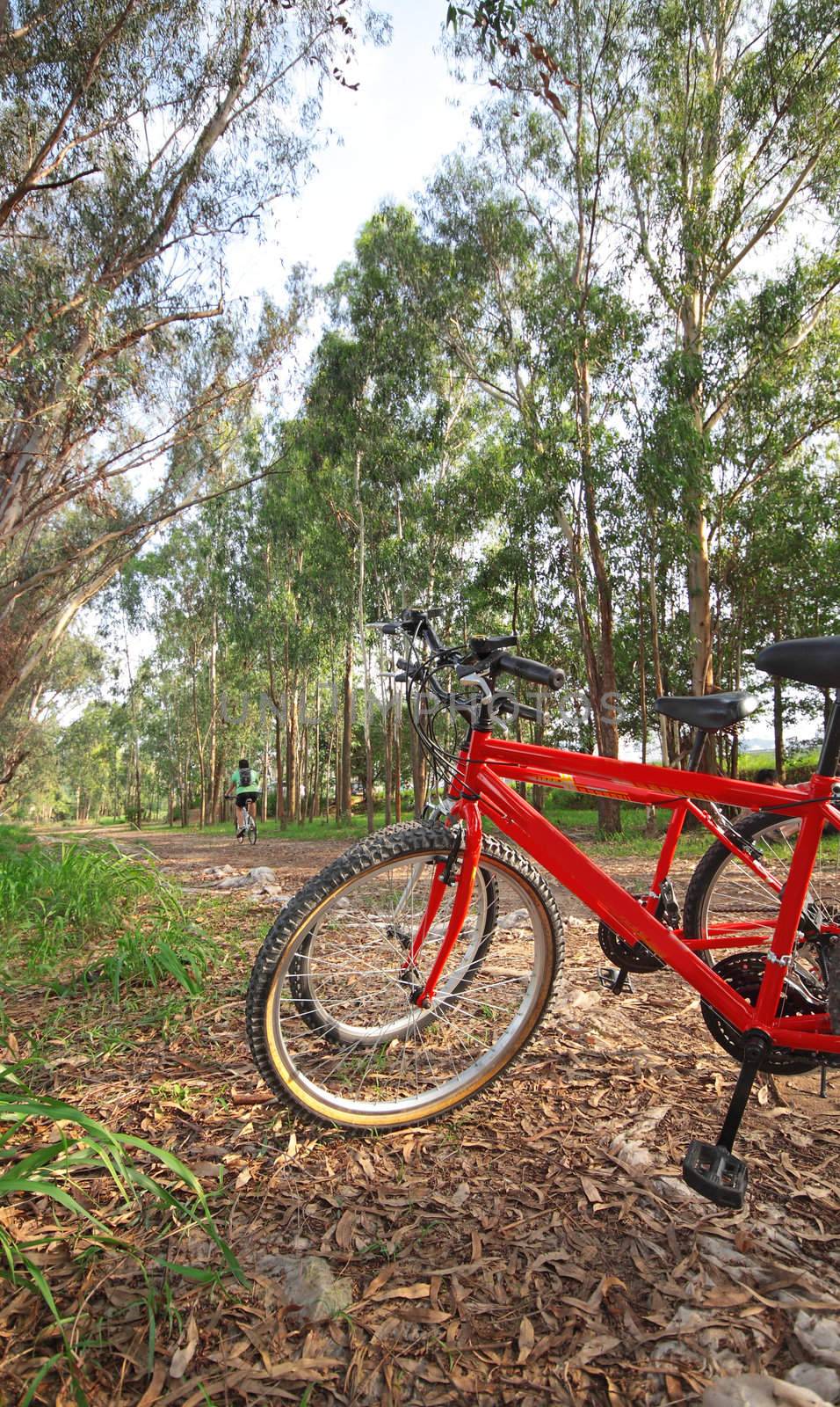 bike in forest