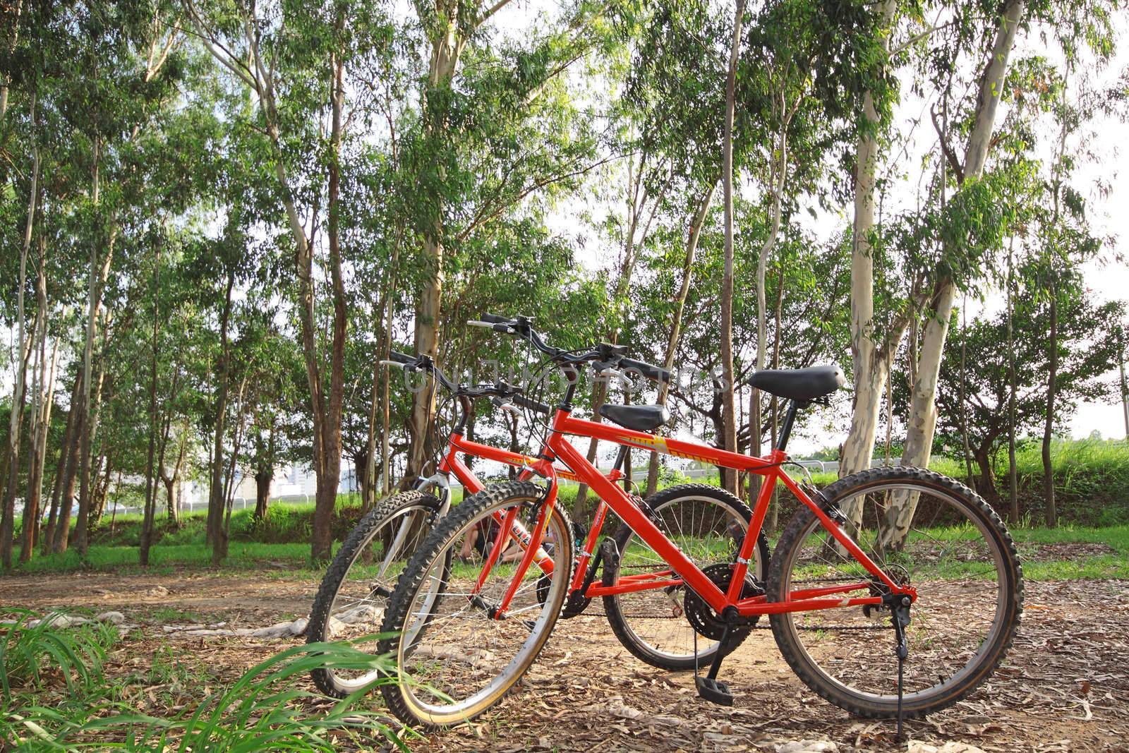 bike in forest