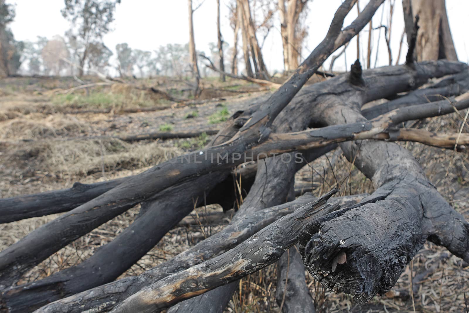 charred trunks of trees after fire 