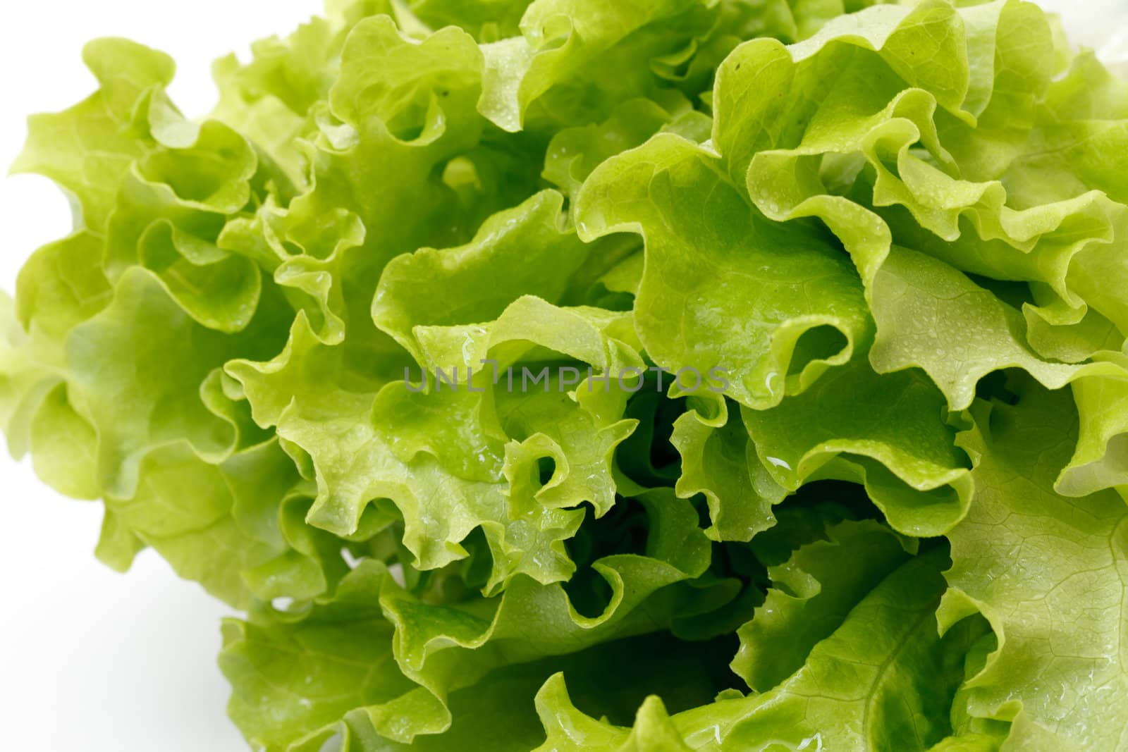 green leaf lettuce on white background