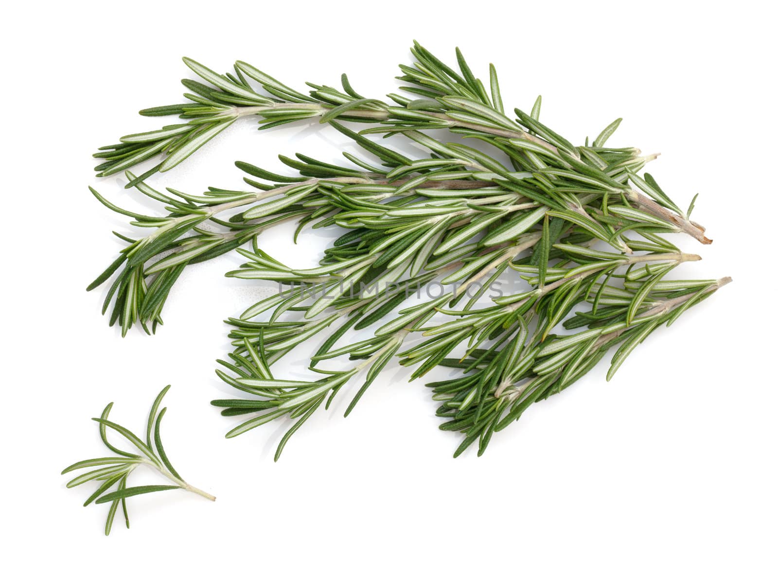 Twig of rosemary on a white background