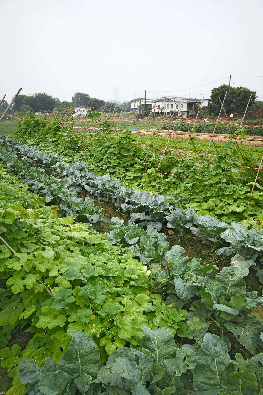 Cultivated land in a rural 