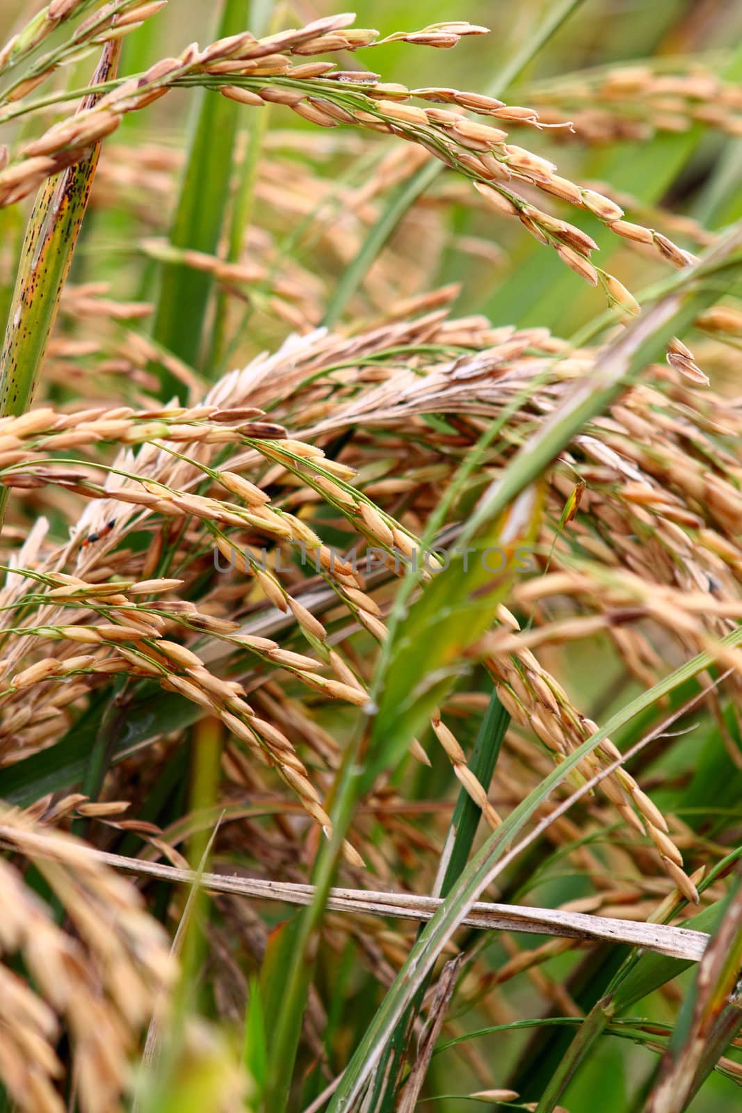 Golden rice