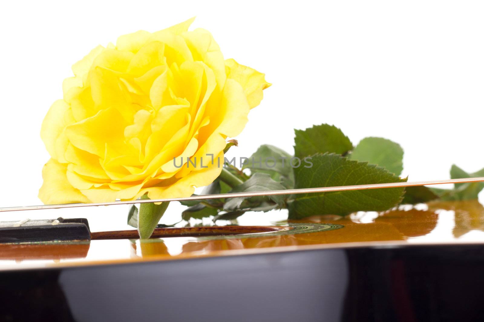 Beautiful rose on guitar