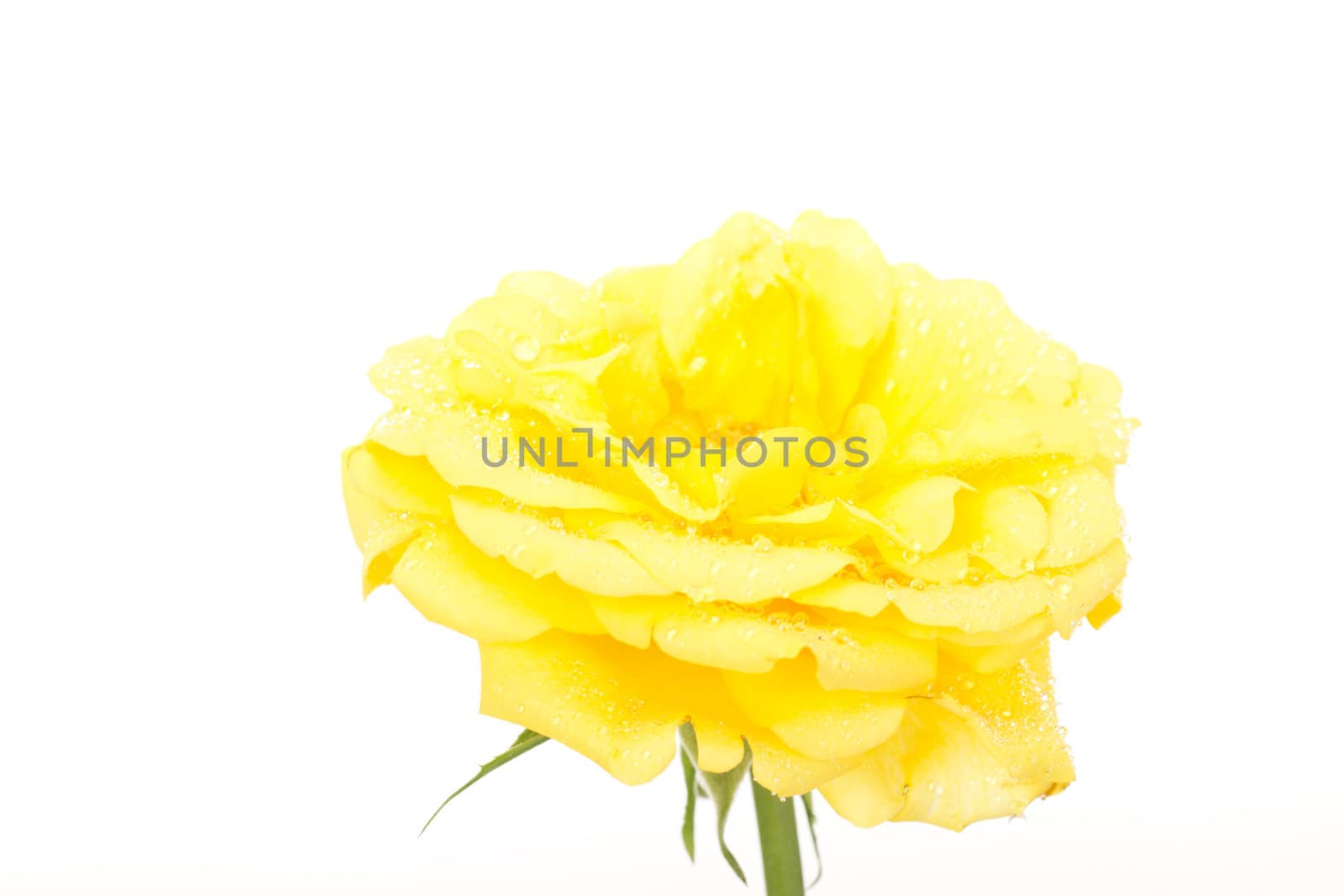 Beautiful rose with water drops