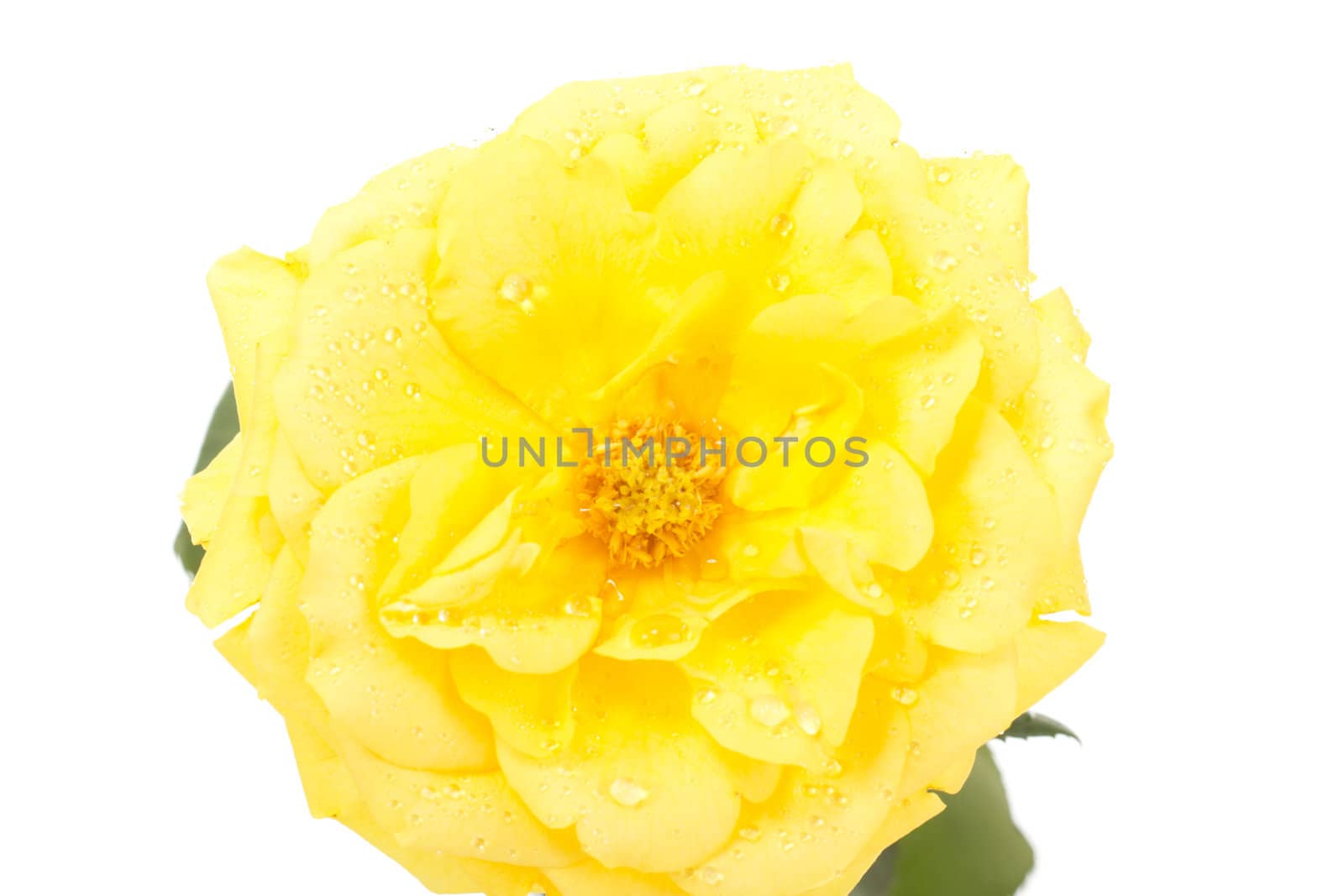 Beautiful rose with water drops by gwolters