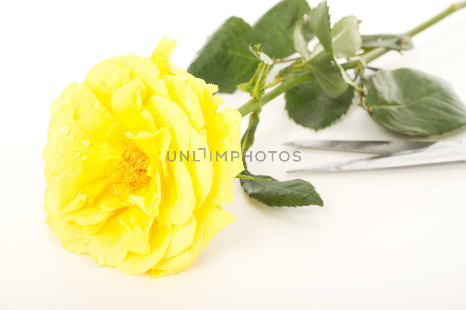 Beautiful rose with water drops