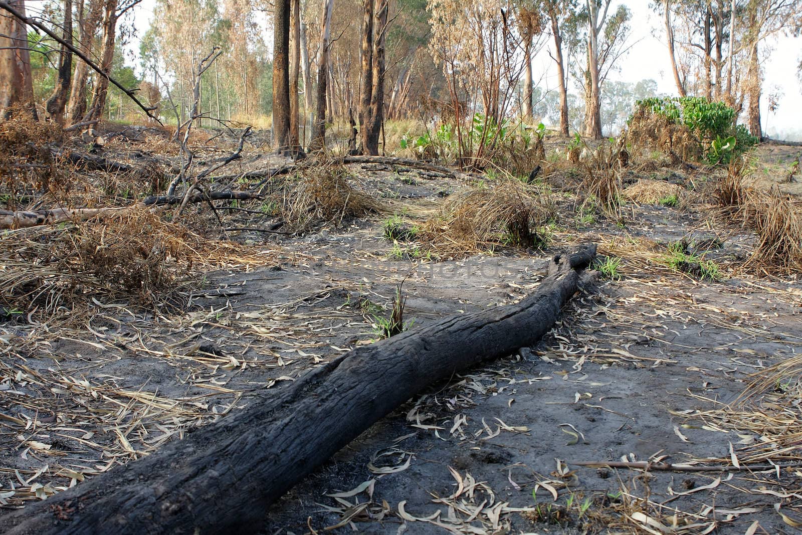 charred trunks of trees after fire 