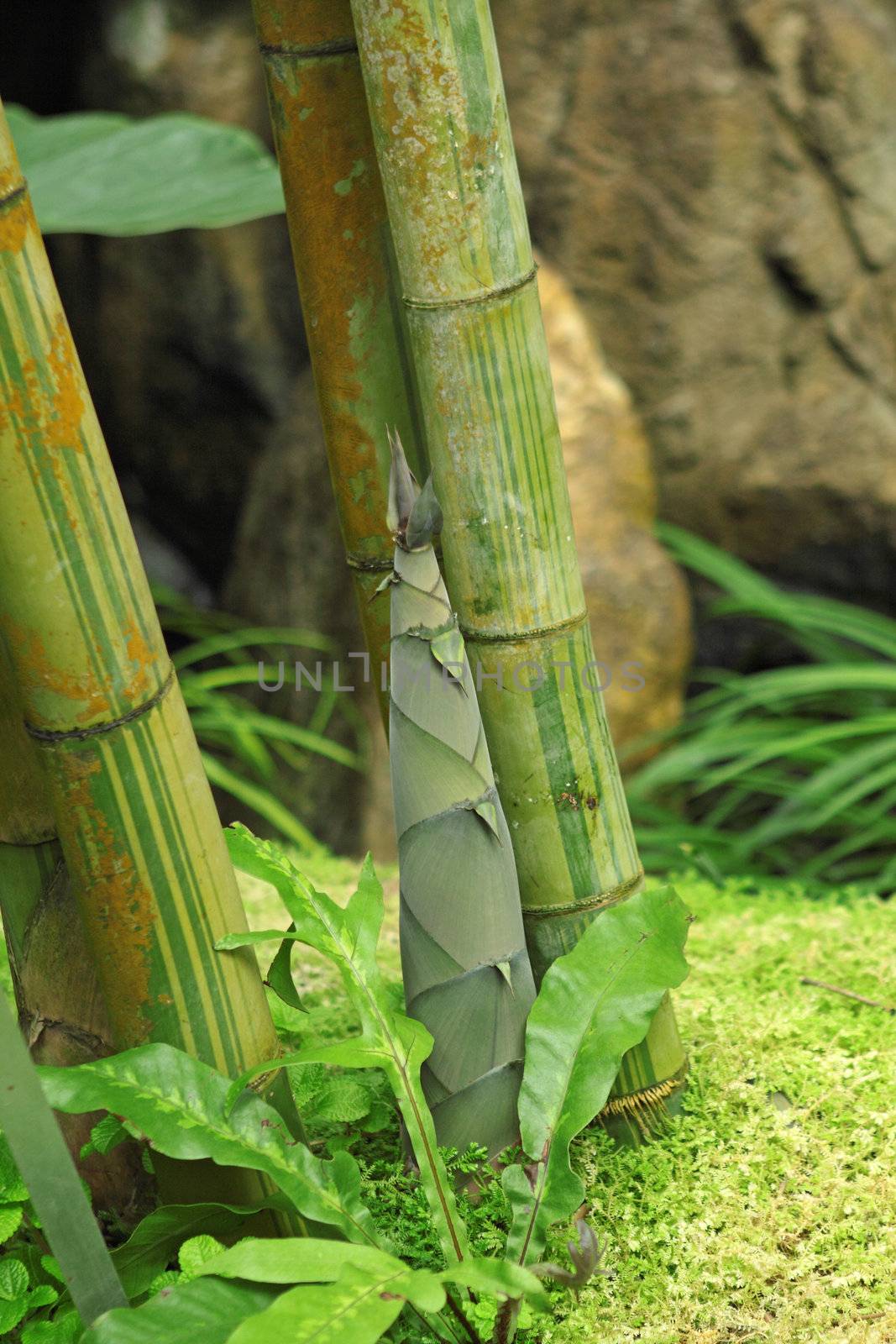 Shoot of Bamboo in the rain forest 