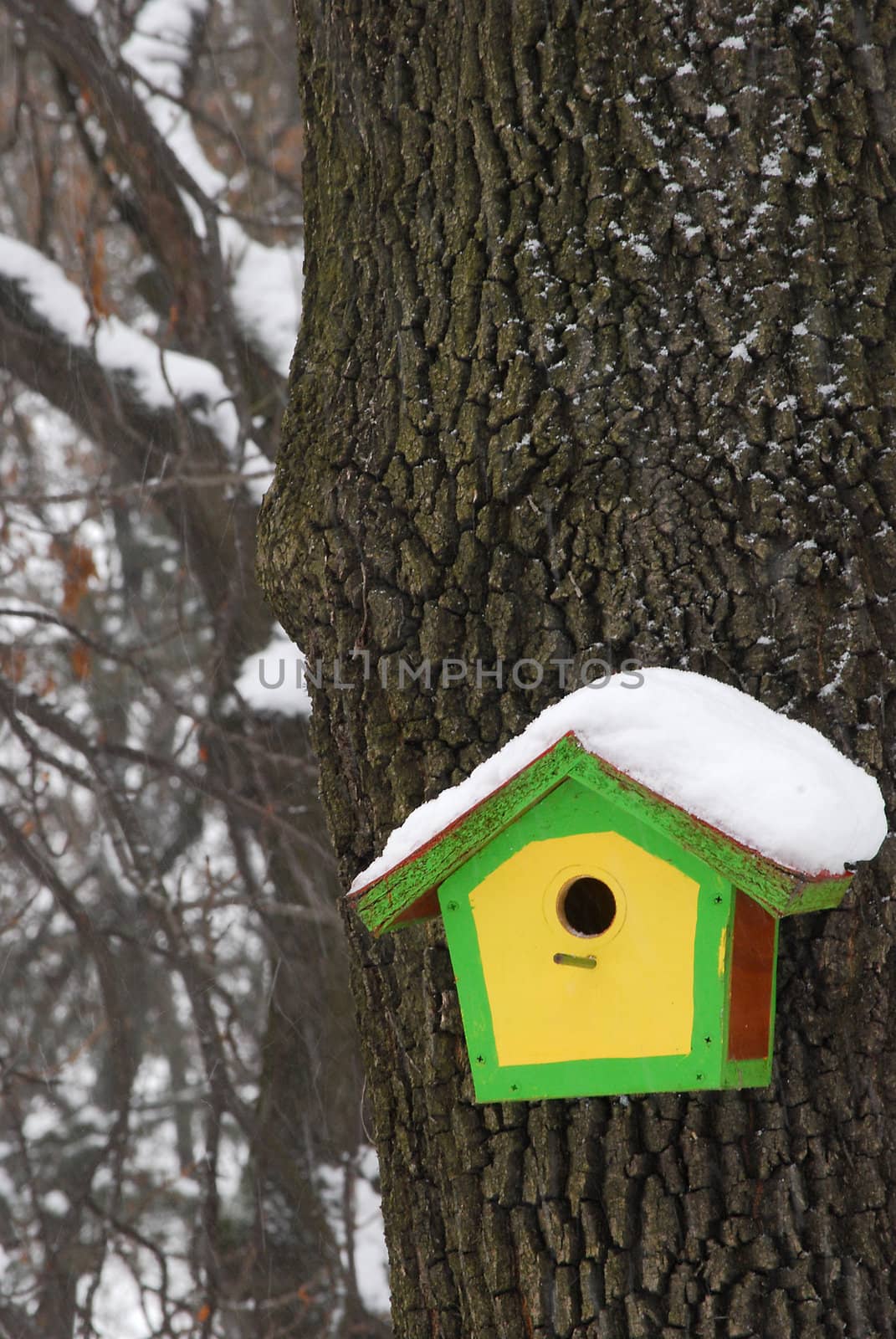 Yellow green bird house by varbenov