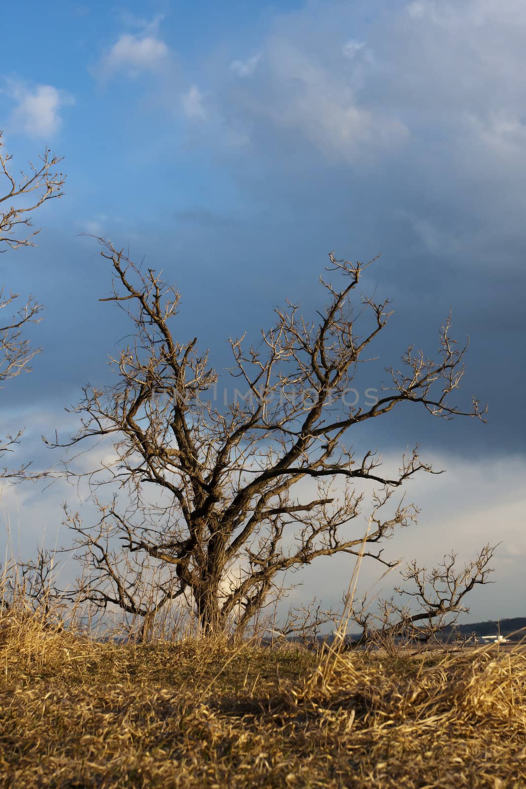 Abstract of an lone tree on a hill.