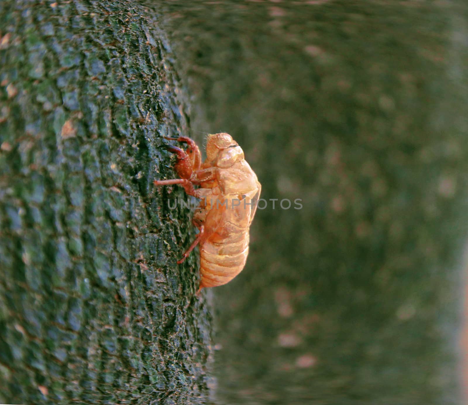 cicada slough on a stick by sutipp11