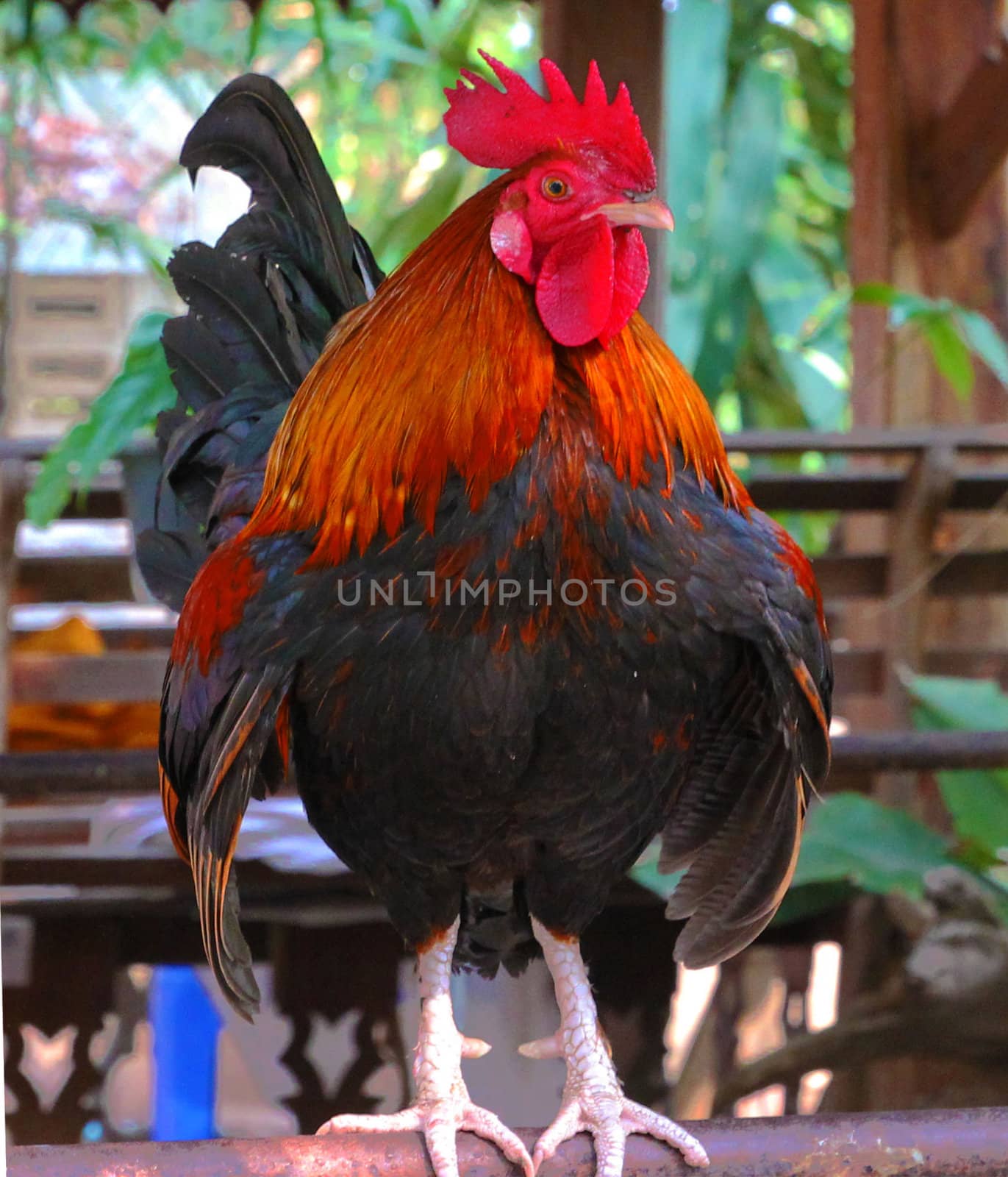 Beautiful Rooster by sutipp11