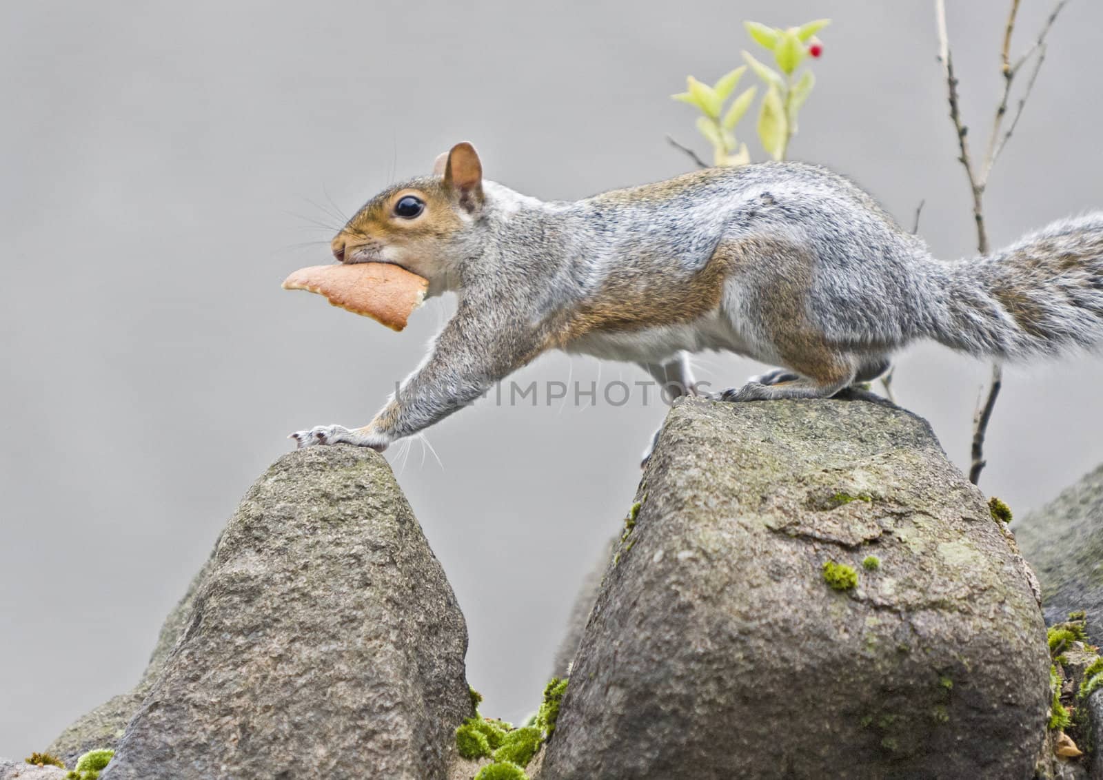 squirrel with a piece of bread on top of a wall