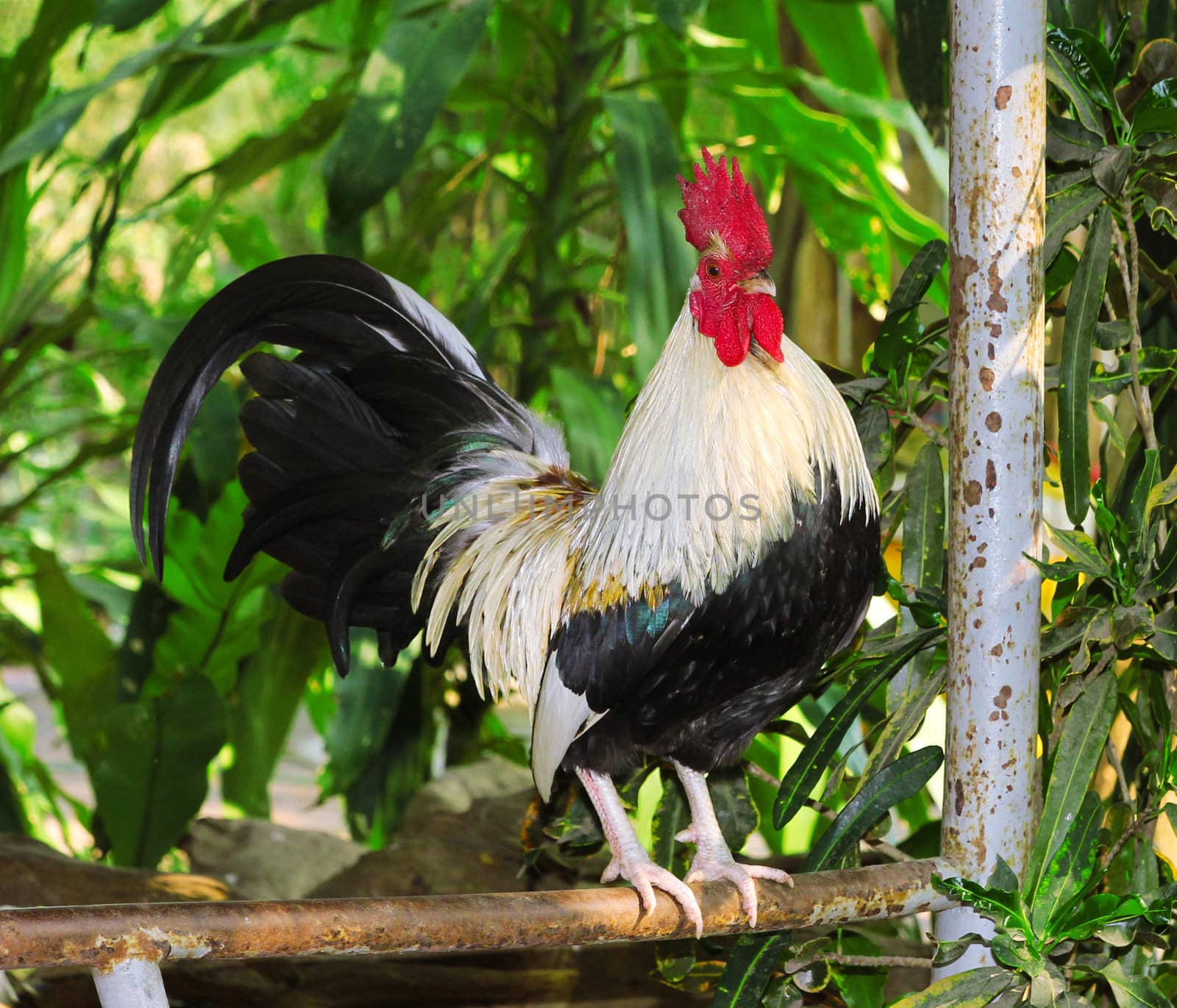 Roosters live in temple Thailand. A small hut