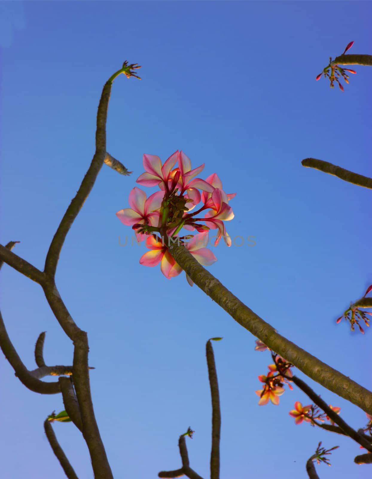 the beautiful flowers and flowering branches on the sky.