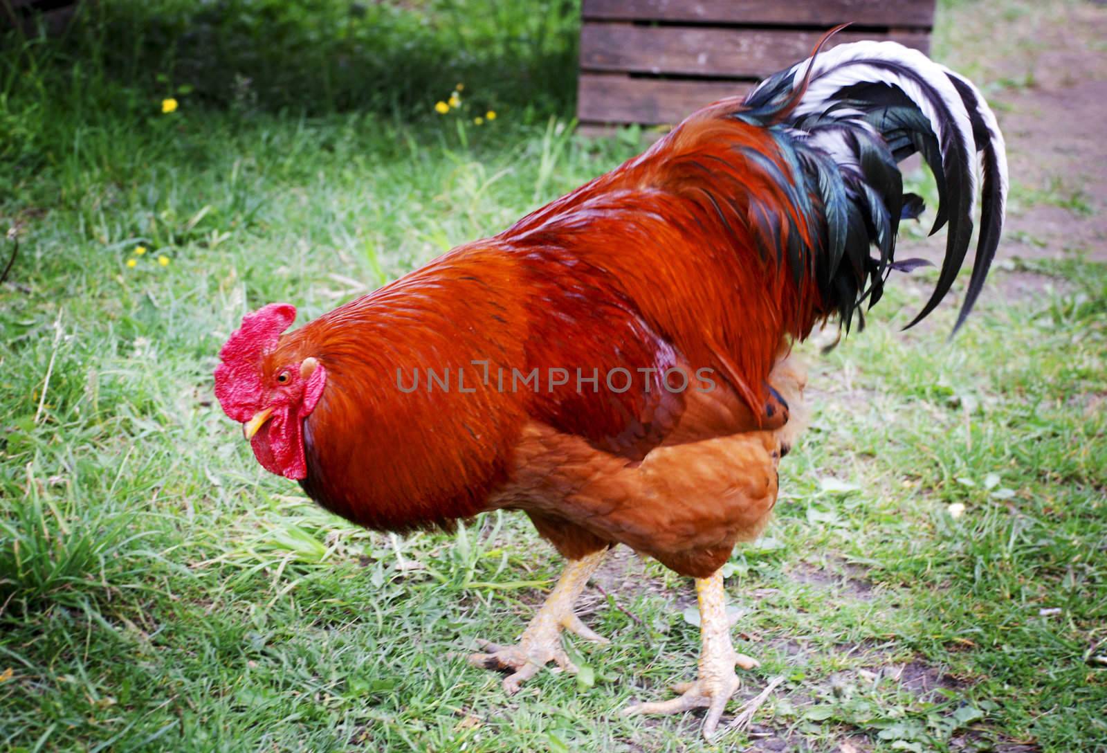 perky red rooster walking on green grass