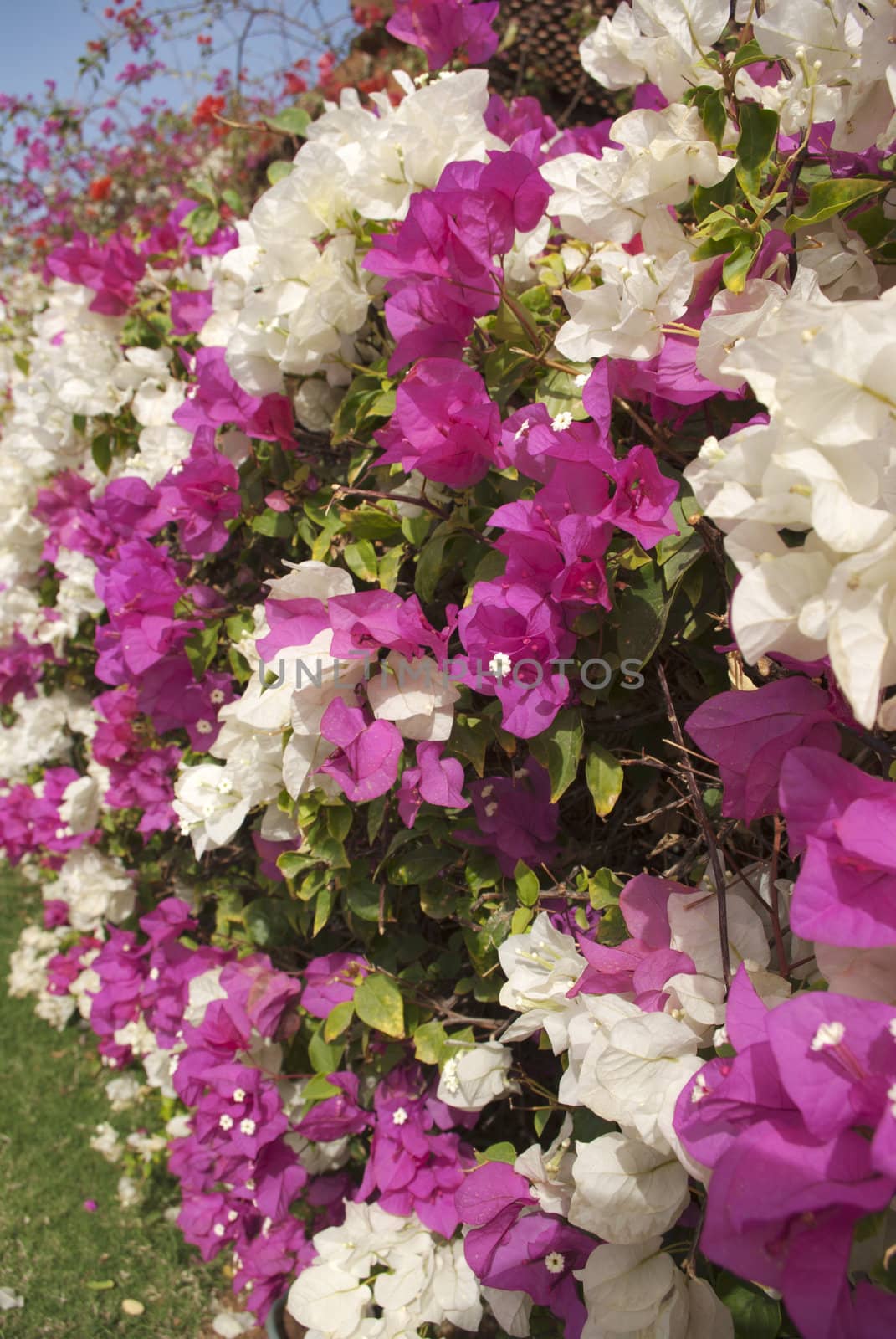 the beautiful nature floral background