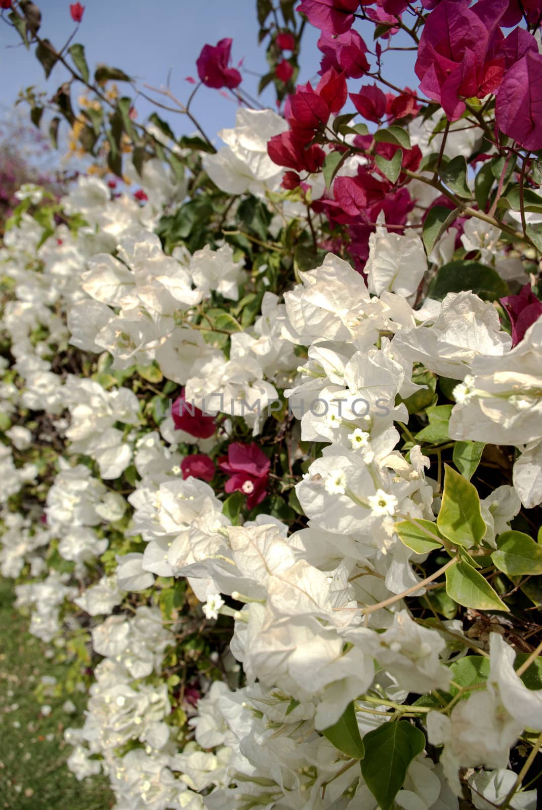 the beautiful nature floral background