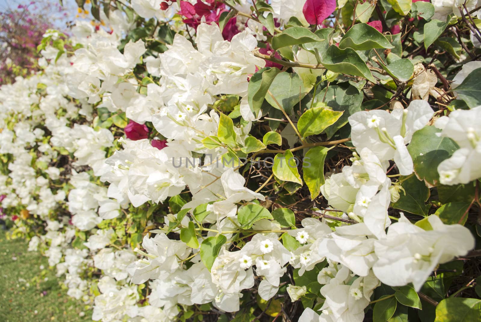the beautiful nature floral background