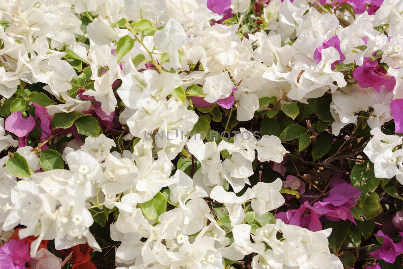the beautiful nature floral background
