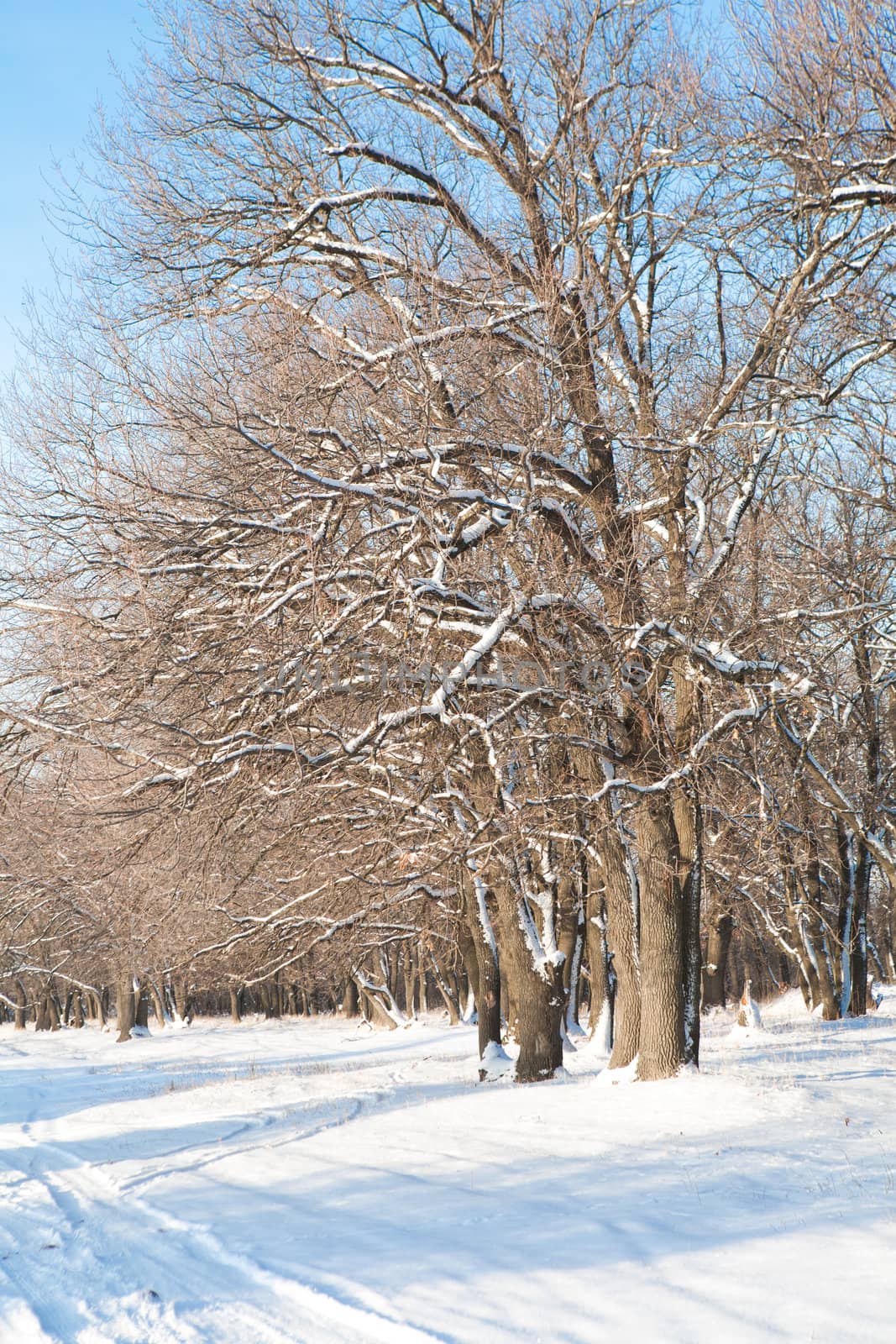 morning in winter forest