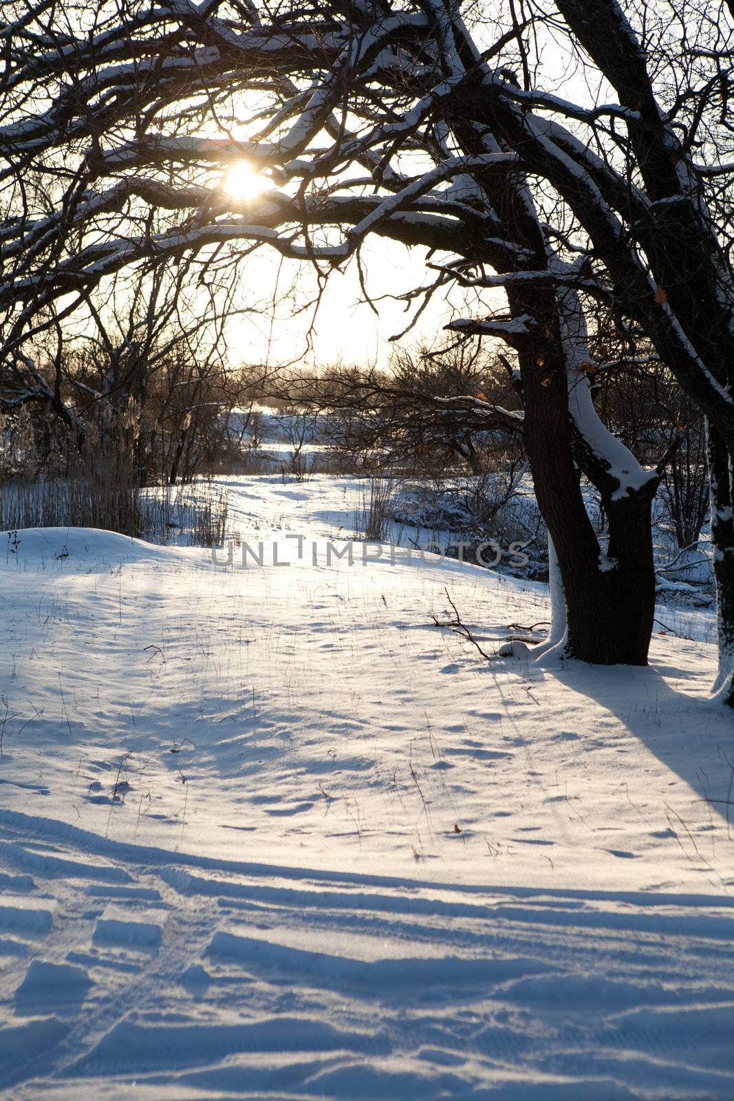 sunset in winter forest