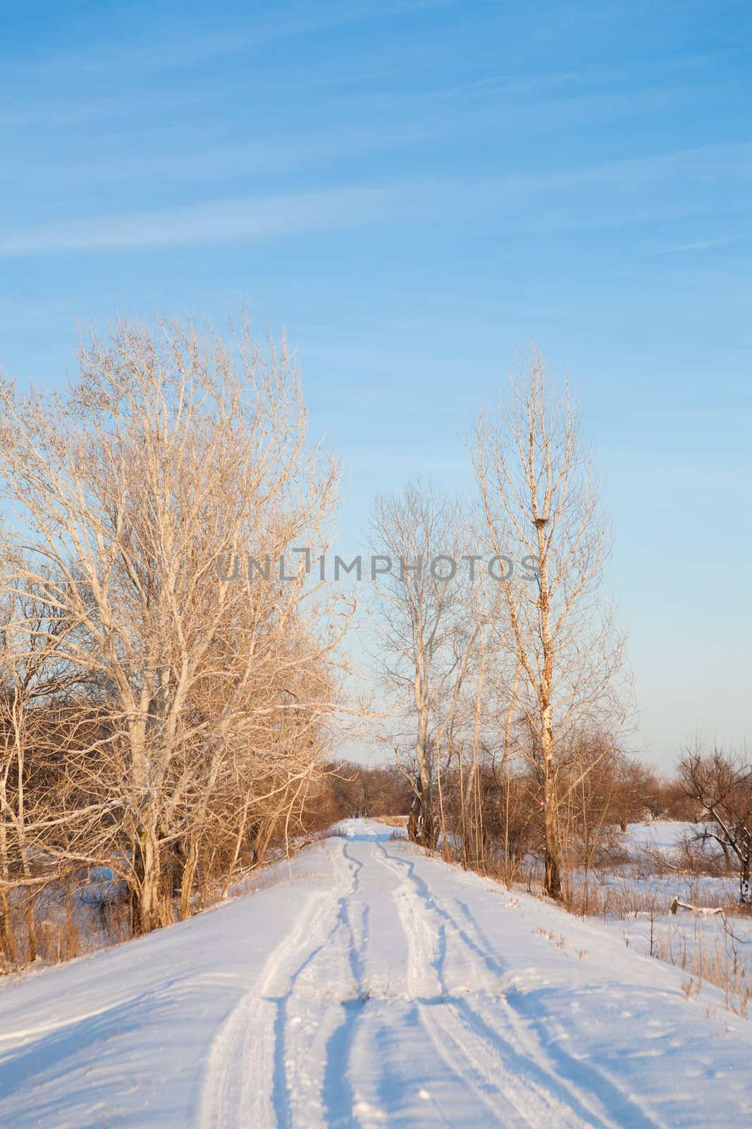 morning in winter forest 