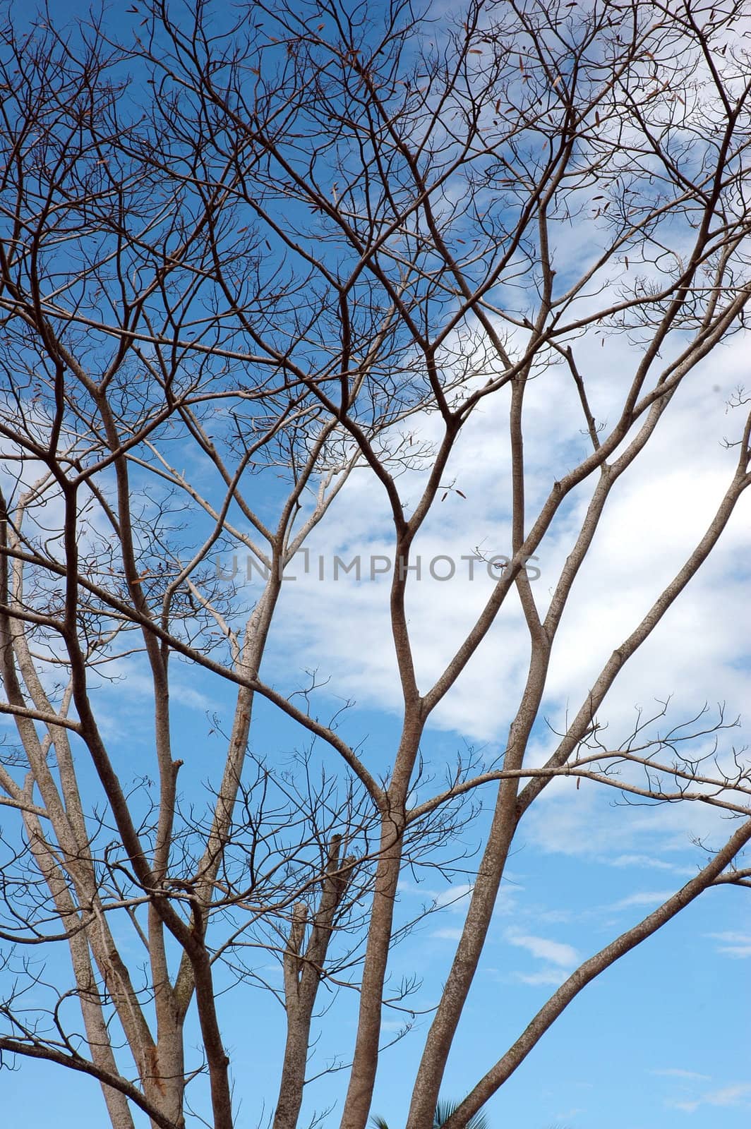 dried branches on a big tree with blue sky background