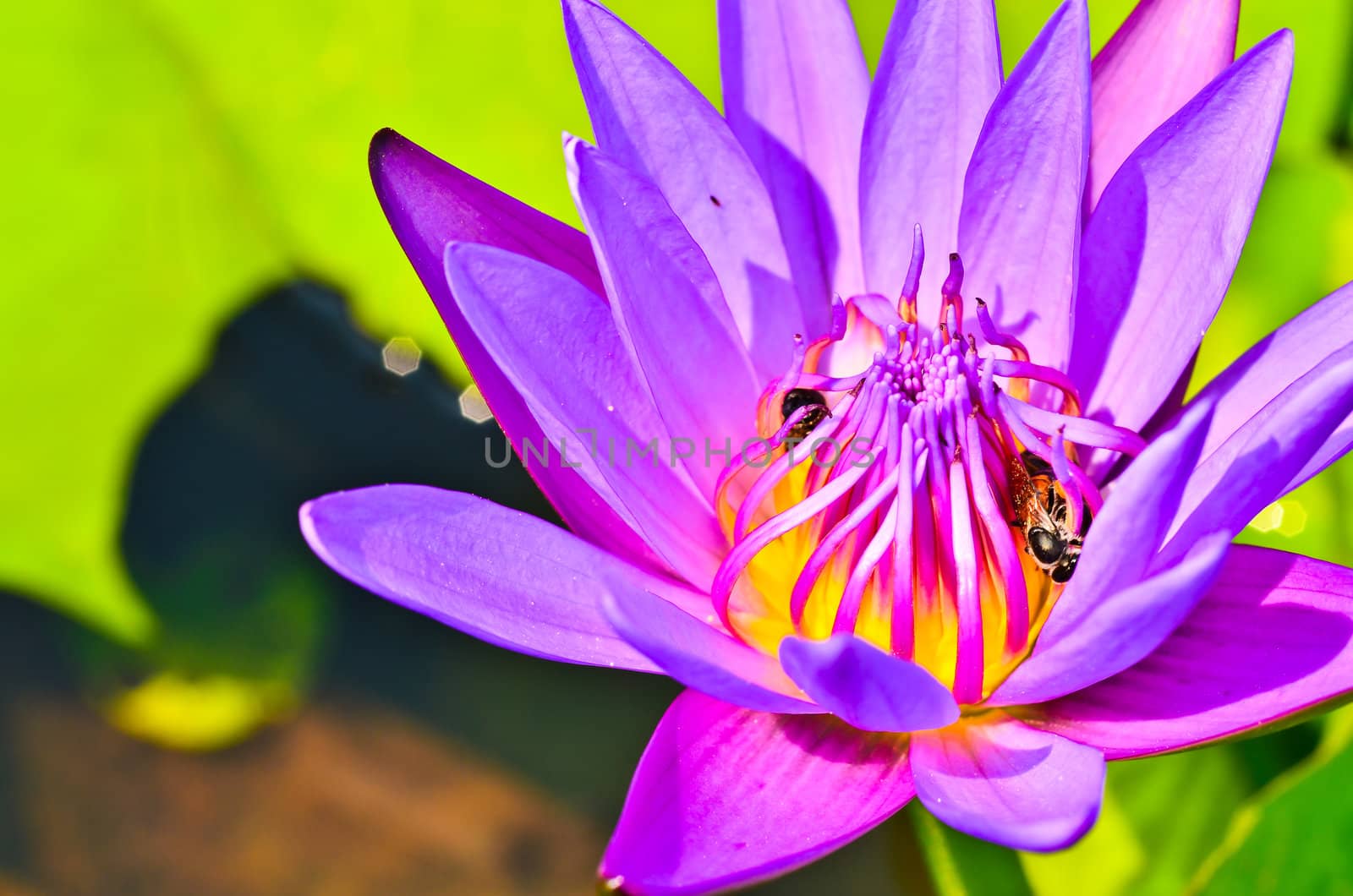 Bee on the water lily flower by raweenuttapong
