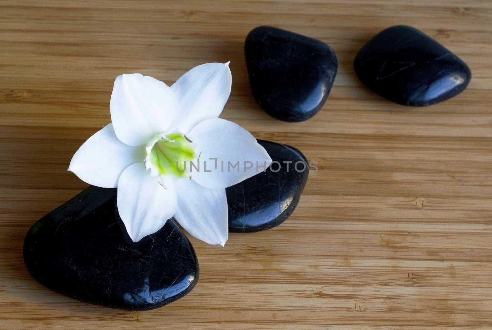 Spa black stones with white flower on wooden background