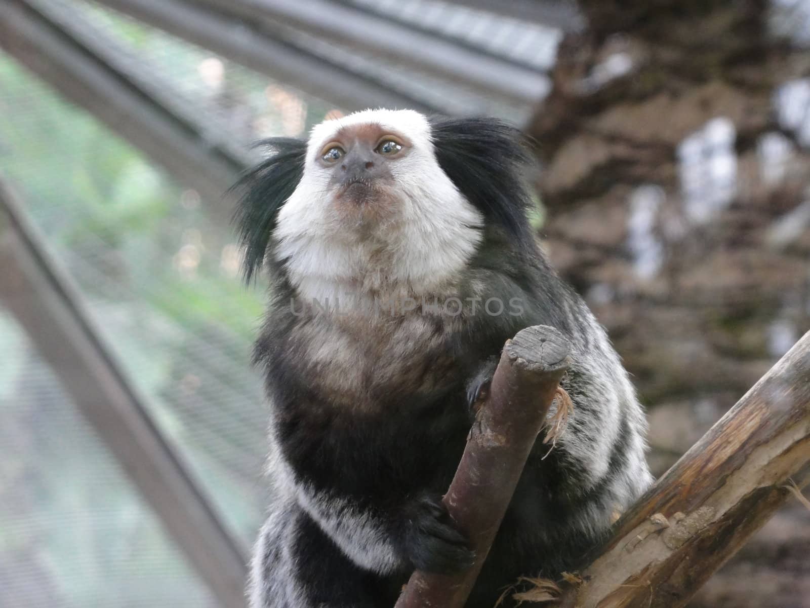 Photo of a Marmoset in a zoo