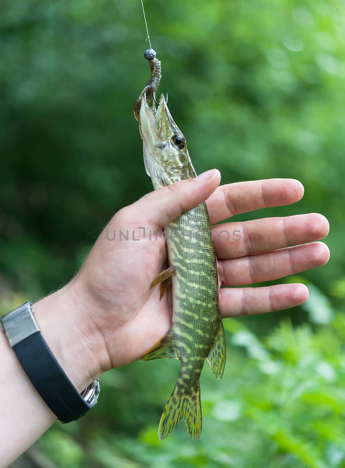 Man's hand with a small pike caught