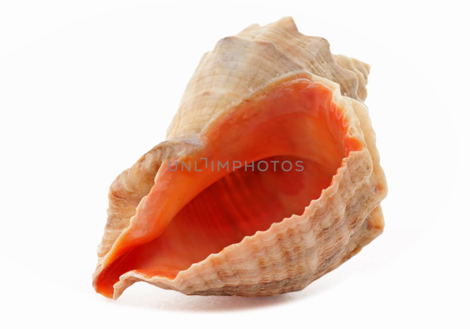 seashell by romantiche