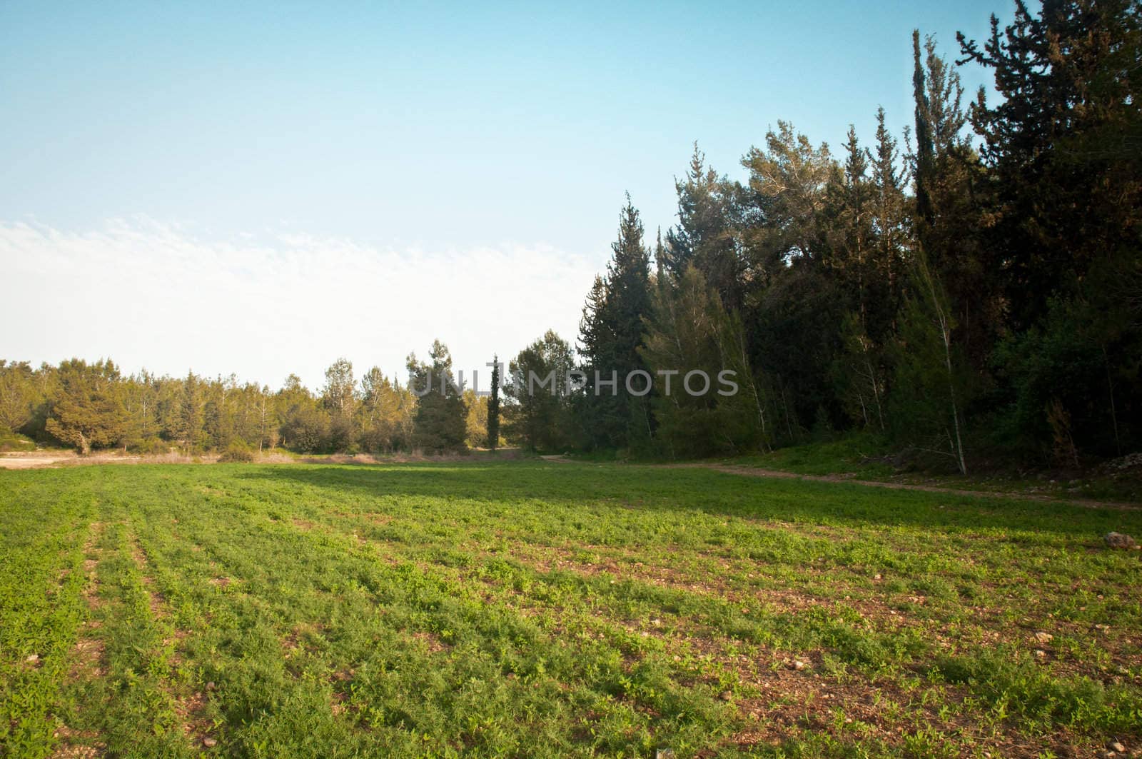 Spring in Israel. Forest near Ben Shemen .