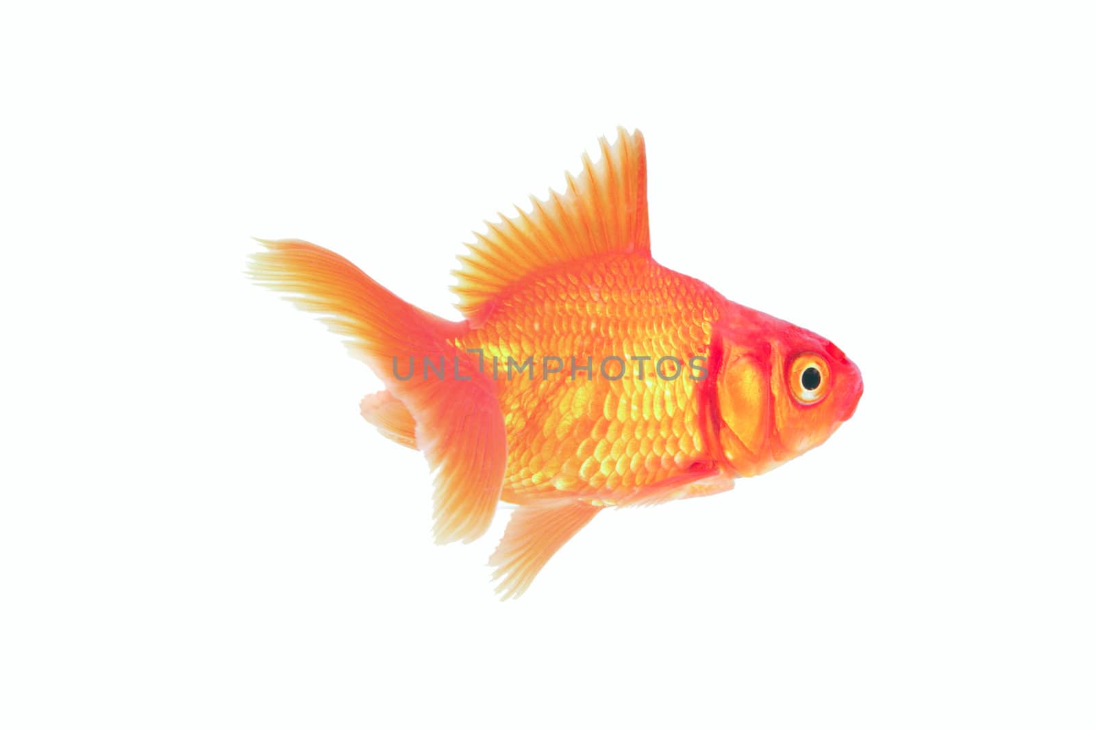 red cichlid fish