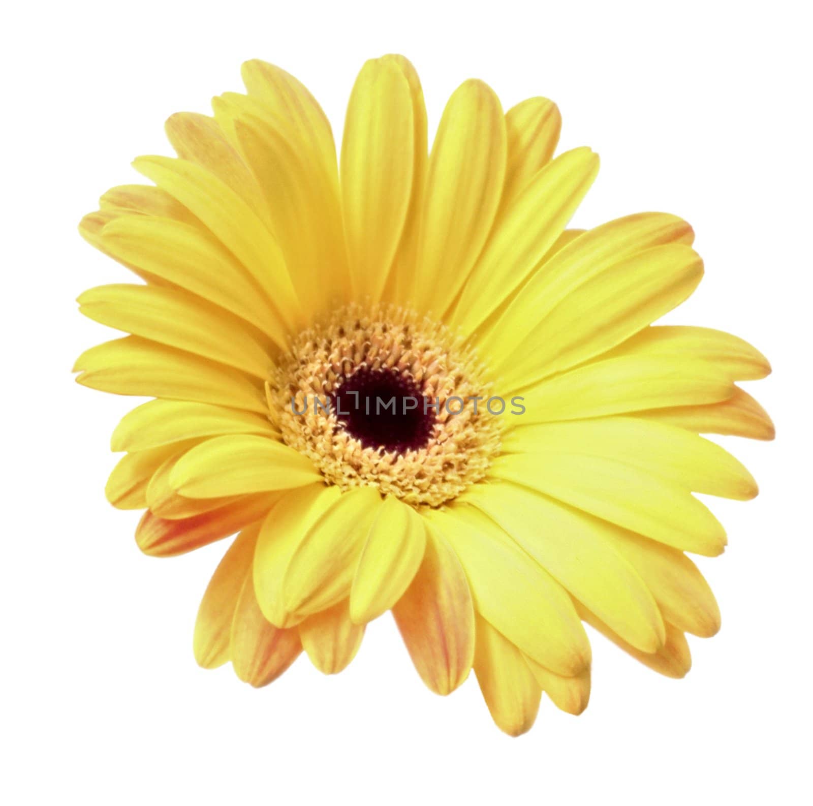 beautiful yellow flower petals closeup