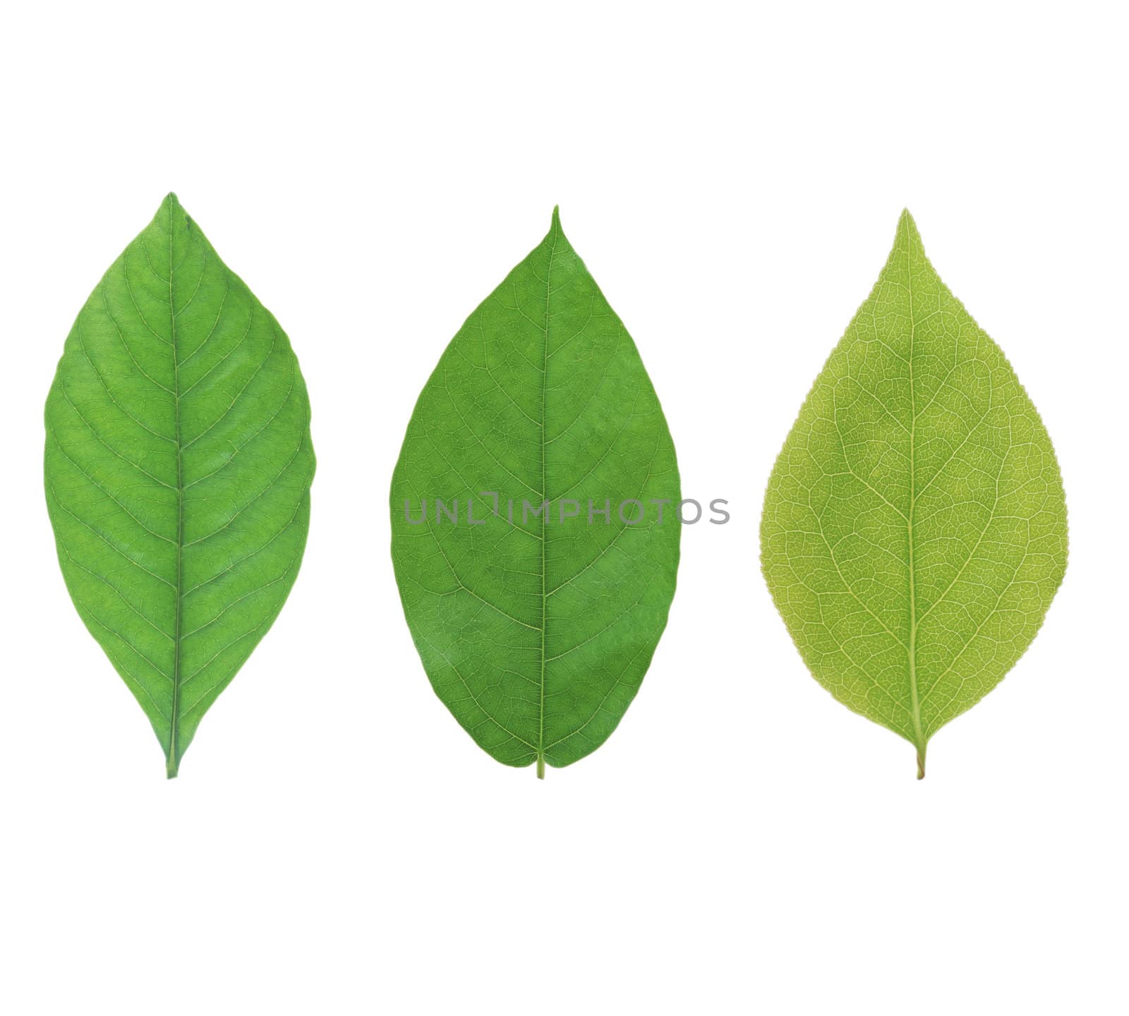 Green leaf