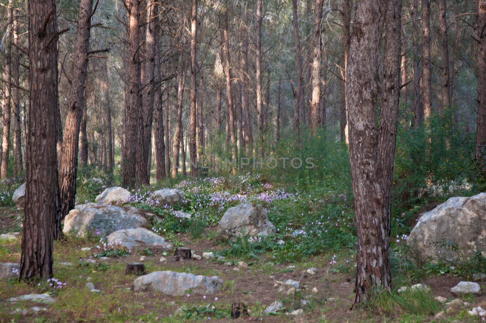 Spring Pine forest with blooming cyclamen. February. Israel.