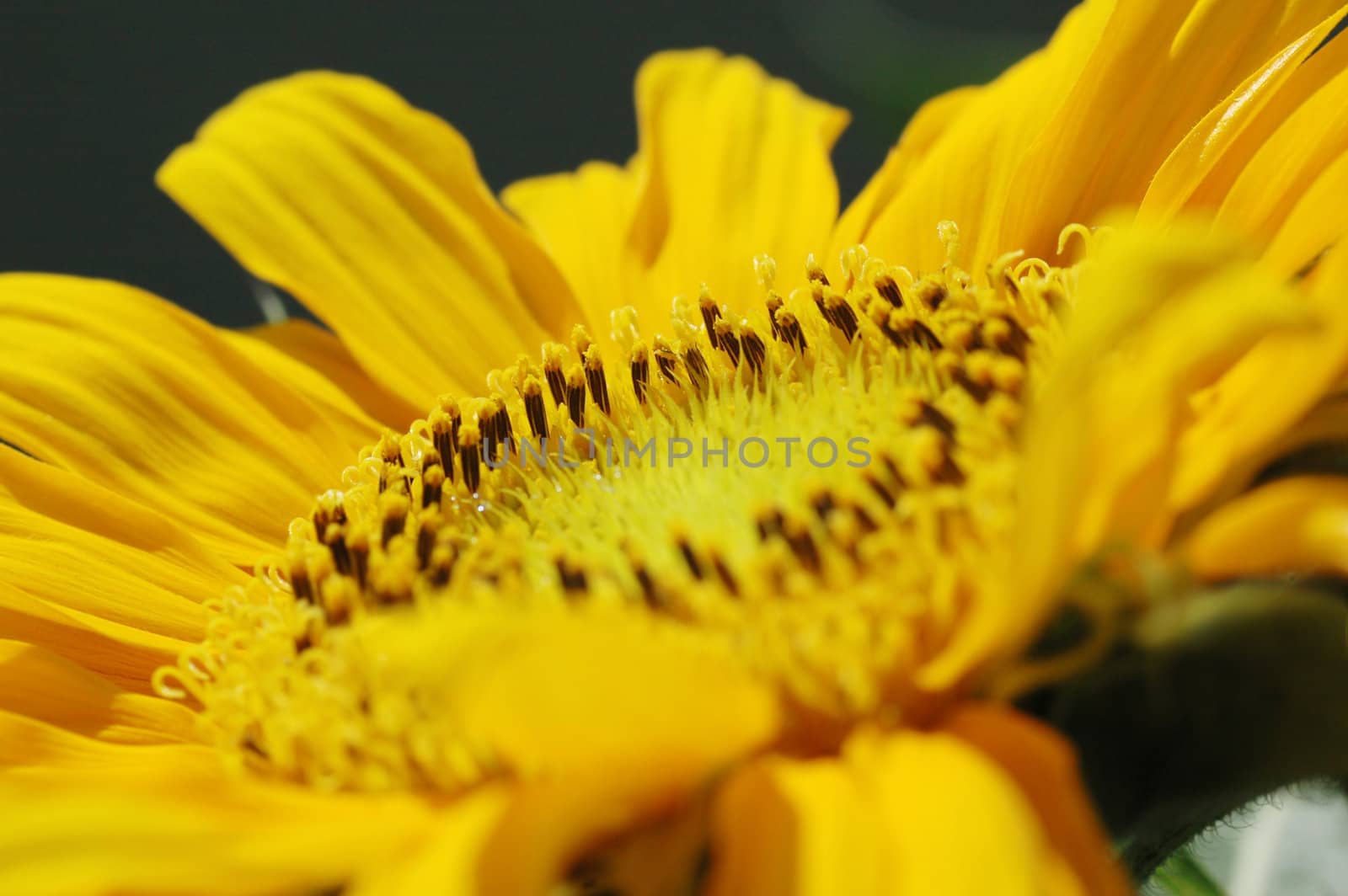 Macro close up shot of sunflower Helianthus annuus