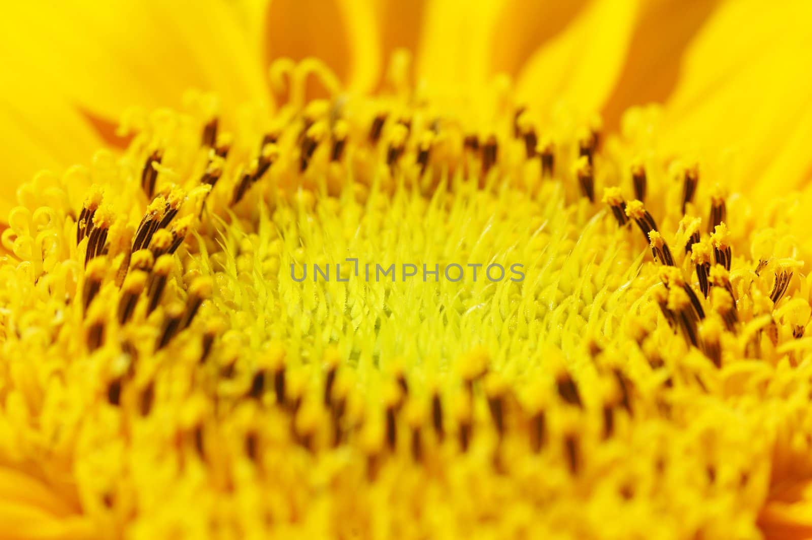 Macro Shot of Sunflower by khwi