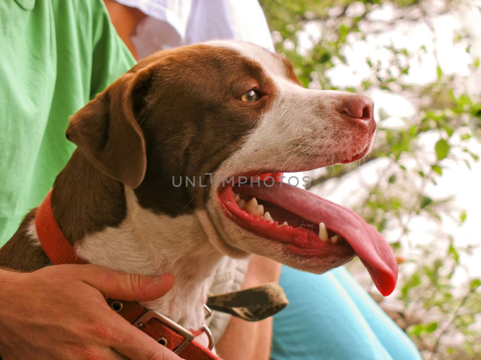 A closeup shot of a pit bull sitting with his owner.