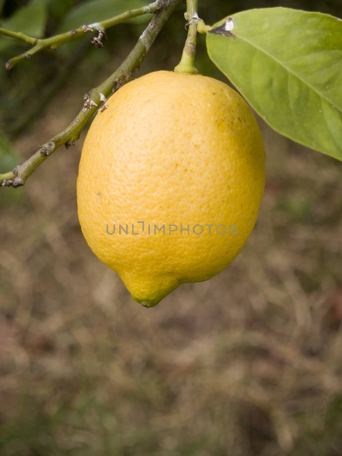 lemons by lauria