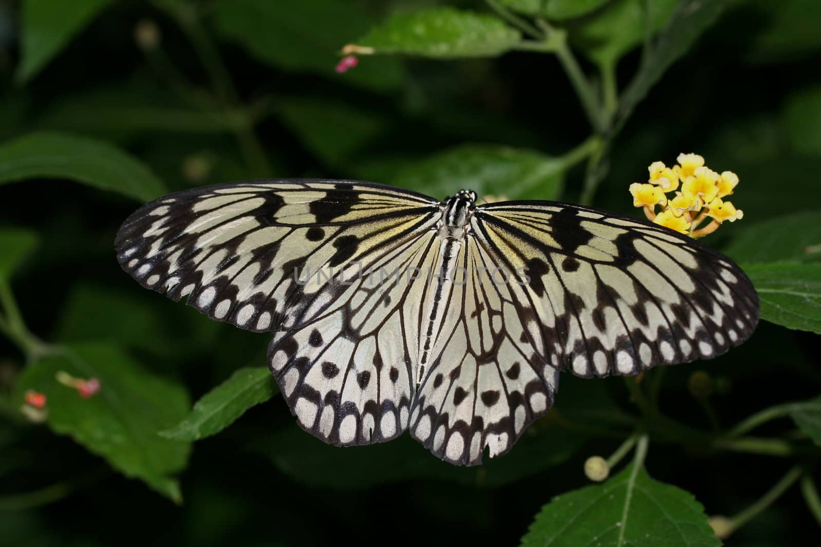 Paper Kite Butterfly by ATMC