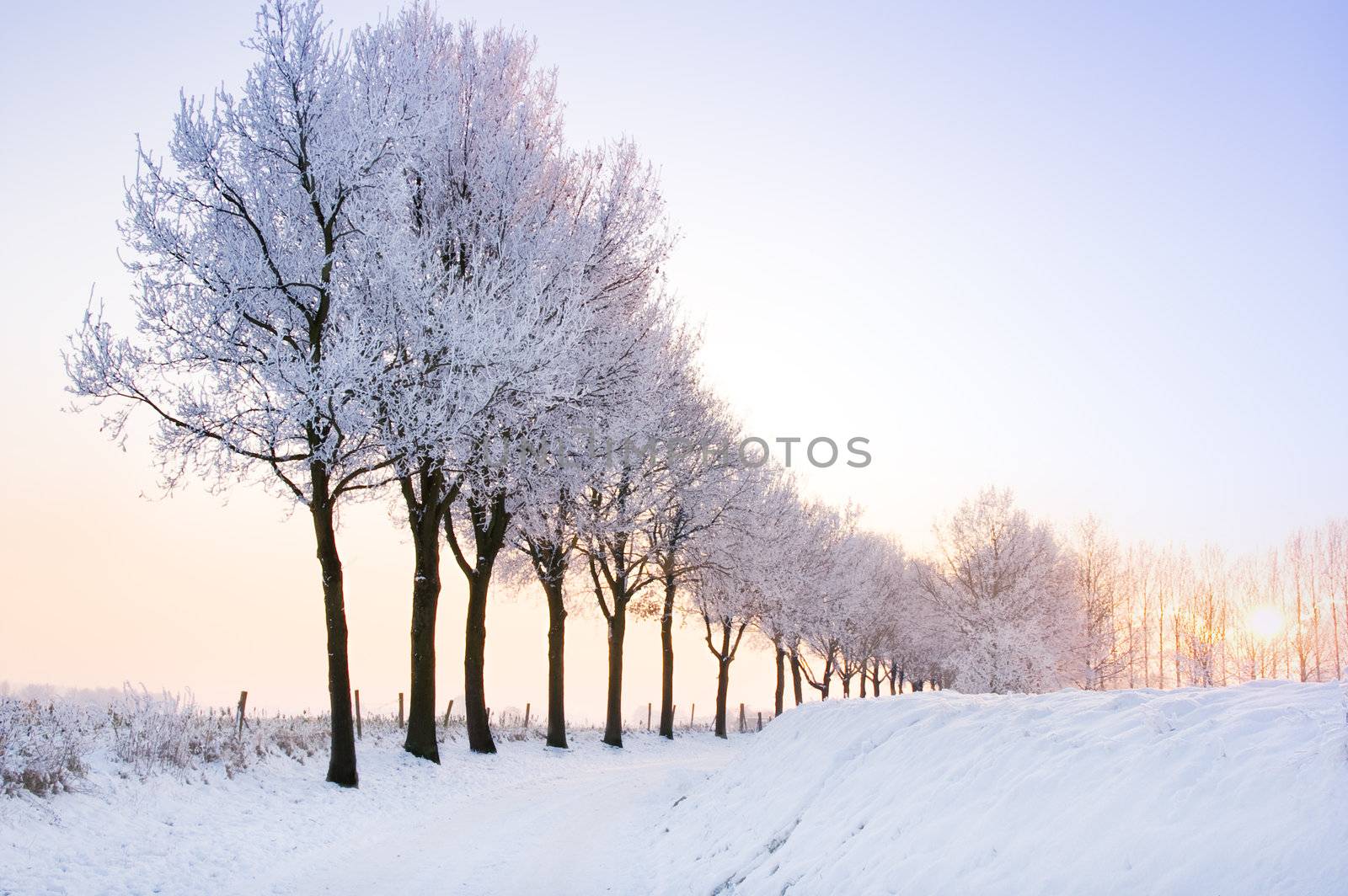 lovely scenic winter landscape with a row of trees at sunset