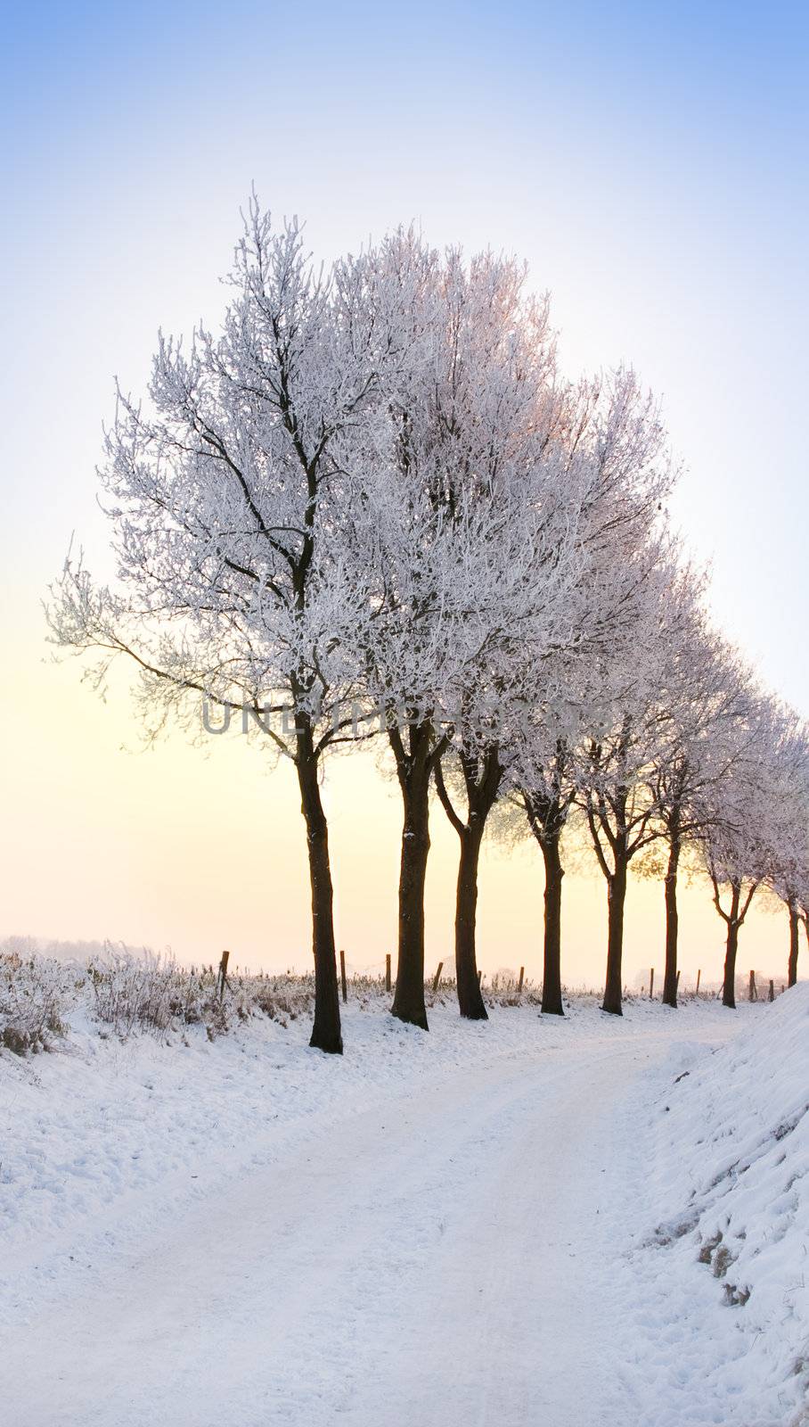 row of winter trees with pale sunset by karinclaus