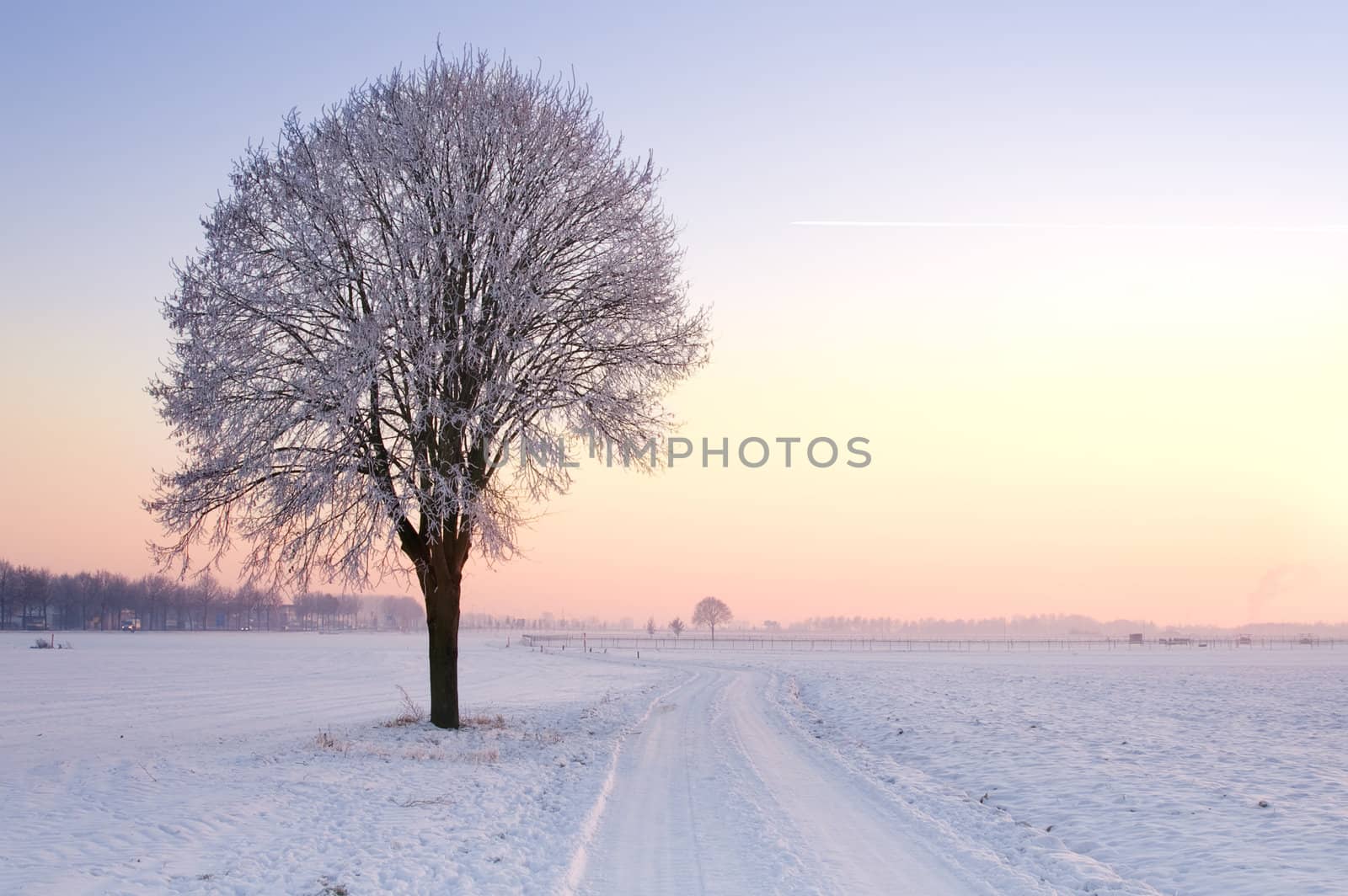 lone standing sunset winter tree by karinclaus