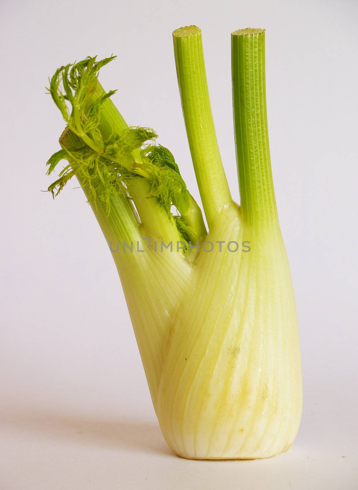 fennel by lauria